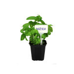 https://velizo.hr/termekkategoria/szepsegapolas-egeszseg/