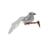 https://velizo.hr/termekkategoria/szepsegapolas-egeszseg/